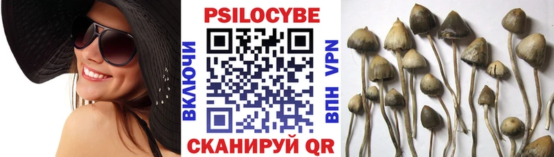 Купить где  Комсомольск  Псилоцибиновые грибы мицелий 