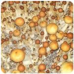 Псилоцибиновые (галлюциногенные)  грибы Psilocybin "Golden Teacher" в Комсомольске