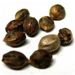 Семена марихуаны АК-47  (Seeds AK-47) в Комсомольске
